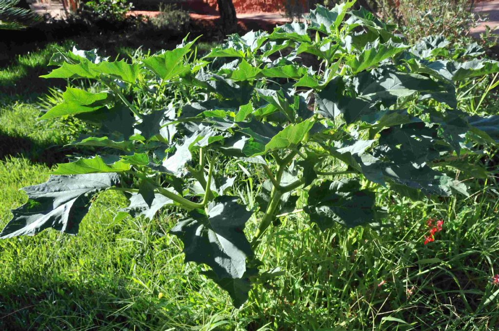 Datura stramonium (Solanacee)